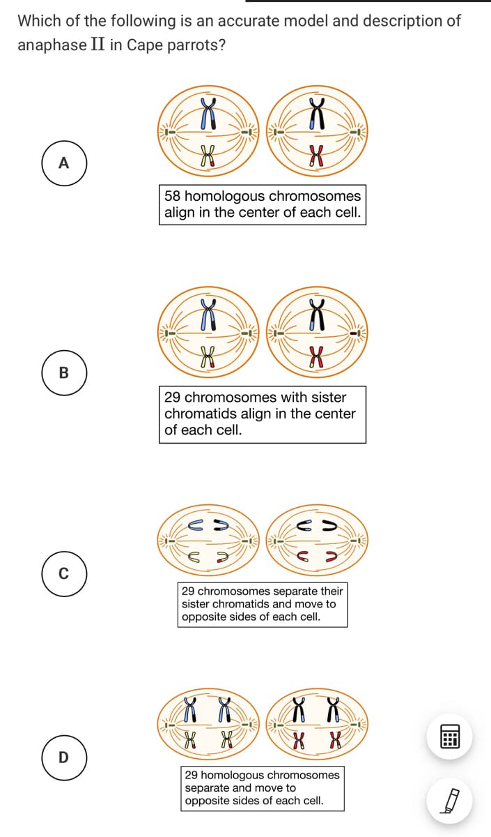 Which of the following is an accurate model and description of
anaphase II in Cape parrots?
A
58 homologous chromosomes
align in the center of each cell.
В
29 chromosomes with sister
chromatids align in the center
of each cell.
29 chromosomes separate their
sister chromatids and move to
opposite sides of each cell.
29 homologous chromosomes
separate and move to
opposite sides of each cell.
