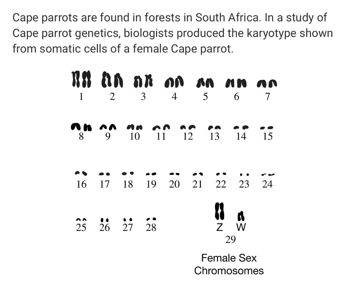 Cape parrots are found in forests in South Africa. In a study of
Cape parrot genetics, biologists produced the karyotype shown
from somatic cells of a female Cape parrot.
an nk on an nN n
1
2 3
4 5 6
7
an nn
8 9
10
12
13
14
15
• .
16
17
18
19
20
21
22
23
24
25 26 27 28
Z W
29
Female Sex
Chromosomes
