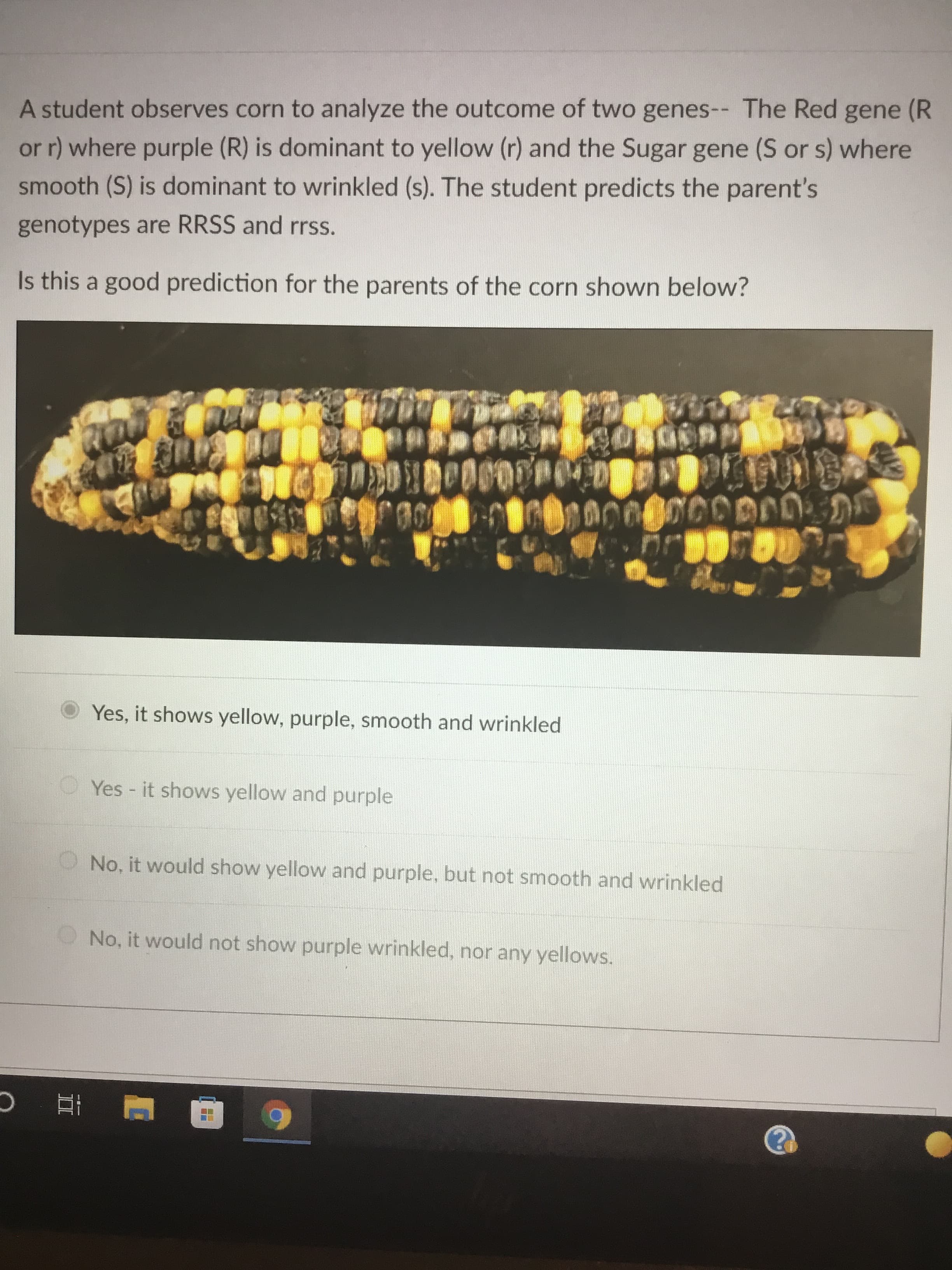 II
A student observes corn to analyze the outcome of two genes-- The Red gene (R
or r) where purple (R) is dominant to yellow (r) and the Sugar gene (S or s) where
smooth (S) is dominant to wrinkled (s). The student predicts the parent's
genotypes are RRSS and rrss.
Is this a good prediction for the parents of the corn shown below?
Yes, it shows yellow, purple, smooth and wrinkled
OYes - it shows yellow and purple
No, it would show yellow and purple, but not smooth and wrinkled
No, it would not show purple wrinkled, nor any yellows.
