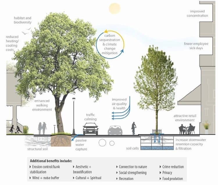 habitat and
biodiversity
reduced
heating/
cooling
costs
enhanced
walking
environment
traffic
calming
structural soil
Additional benefits include:
▸ Erosion control/bank
stabilization
▸ Wind + noise buffer
carbon
sequestration
& climate
change
mitigation
passive
water
capture
▸ Aesthetic +
beautification
▸ Cultural + Spiritual
improved
air quality
& health
soil cells
▸ Connection to nature
▸ Social strengthening
▸ Recreation
improved
concentration
fewer employee
sick days
attractive retail
environment
increase stormwater
retention capacity
& filtration
▸ Crime reduction
▸ Privacy
▸ Food prodution