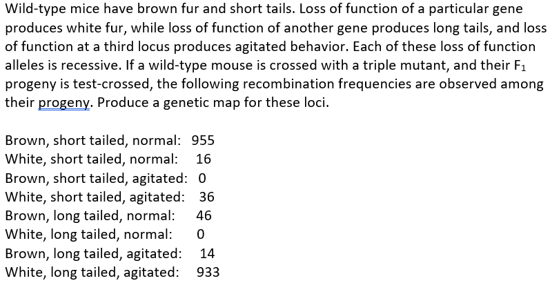 Wild-type mice have brown fur and short tails. Loss of function of a particular gene
produces white fur, while loss of function of another gene produces long tails, and loss
of function at a third locus produces agitated behavior. Each of these loss of function
alleles is recessive. If a wild-type mouse is crossed with a triple mutant, and their F1
progeny is test-crossed, the following recombination frequencies are observed among
their progeny. Produce a genetic map for these loci.
Brown, short tailed, normal: 955
White, short tailed, normal:
16
Brown, short tailed, agitated: 0
White, short tailed, agitated: 36
Brown, long tailed, normal:
White, long tailed, normal:
Brown, long tailed, agitated:
46
0
14
White, long tailed, agitated: 933