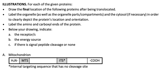 ILLUSTRATIONS. For each of the given proteins:
Draw the final location of the following proteins after being translocated.
Label the organelle (as well as the organelle parts/compartments) and the cytosol (if necessary) in order
to clearly depict the protein's location and orientation.
Label the amino and carboxyl ends of the protein.
• Below your drawing, indicate:
a. the receptor/s
b. the energy source
c. if there is signal peptide cleavage or none
A. Mitochondrion
H₂N- MTS
ITS*
*Internal targeting sequence that has no cleavage site
-COOH