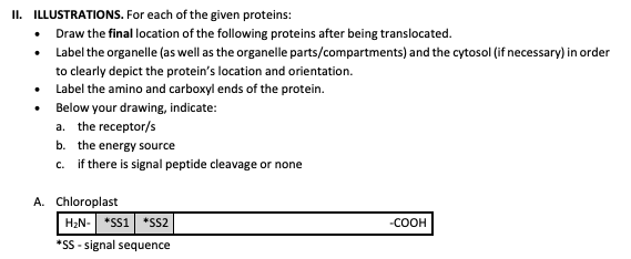 II. ILLUSTRATIONS.
For each of the given proteins:
.
Draw the final location of the following proteins after being translocated.
•
Label the organelle (as well as the organelle parts/compartments) and the cytosol (if necessary) in order
to clearly depict the protein's location and orientation.
•
Label the amino and carboxyl ends of the protein.
Below your drawing, indicate:
a. the receptor/s
b. the energy source
c. if there is signal peptide cleavage or none
A. Chloroplast
H₂N- *SS1 *SS2
-COOH
*SS -signal sequence