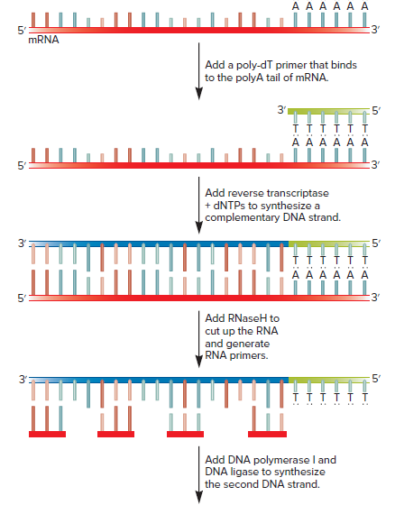 A A A A A A
3'
5°
MRNA
Add a poly-dT primer that binds
to the polyA tail of MRNA.
3'1
:5'
тт
A A A A A A
5°
:3"
Add reverse transcriptase
+ DNTPS to synthesize a
complementary DNA strand.
3'
:5'
ттT
A A A A A A
5°
3'
Add RNaseH to
cut up the RNA
and generate
RNA primers.
3'
5'
Add DNA polymerase I and
DNA ligase to synthesize
the second DNA strand.

