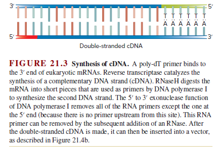 3'
5'
ÄÄÄÄ Ä Ä
ШШ
5"
:3'
Double-stranded CDNA
FIGURE 21.3 Synthesis of cDNA. A poly-dT primer binds to
the 3' end of eukaryotic mRNAs. Reverse transcriptase catalyzes the
synthesis of a complementary DNA strand (CDNA). RNaseH digests the
MRNA into short pieces that are used as primers by DNA polymerase I
to synthesize the second DNA strand. The 5' to 3' exonuclease function
of DNA polymerase I removes all of the RNA primers except the one at
the 5' end (because there is no primer upstream from this site). This RNA
primer can be removed by the subsequent addition of an RNase. After
the double-stranded CDNA is made, it can then be inserted into a vector,
as described in Figure 21.4b.
