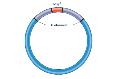 rosyt
-P element

