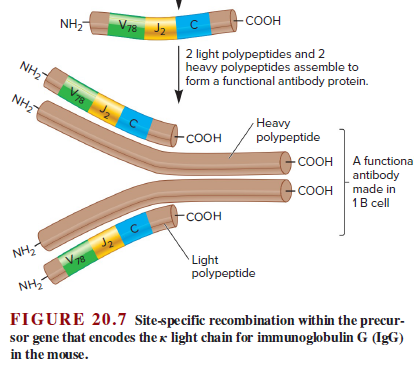 NH,
V78
Vтв Ja
-соон
2 light polypeptides and 2
heavy polypeptides assemble to
form a functional antibody protein.
NH2
NH2
Heavy
polypeptide
СООН
-COOH A functiona
antibody
-COOH made in
1B cell
СООн
NH,-
`Light
polypeptide
NH
FIGURE 20.7 Site-specific recombination within the precur-
sor gene that encodes the x light chain for immunoglobulin G (IgG)
in the mouse.
