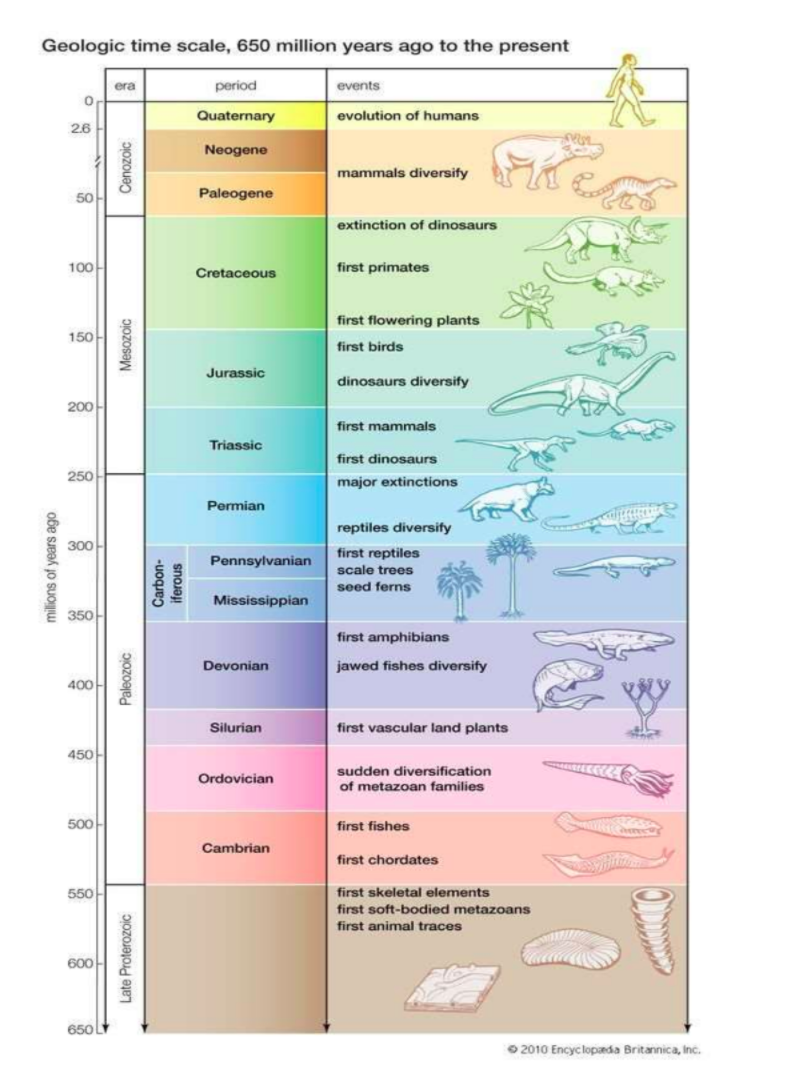 Geologic time scale, 650 million years ago to the present
era
period
events
Quaternary
evolution of humans
2.6
Neogene
mammals diversify
50
Paleogene
extinction of dinosaurs
100
first primates
Cretaceous
first flowering plants
150
first birds
Jurassic
dinosaurs diversify
200
first mammals
Triassic
first dinosaurs
250
major extinctions
Permian
reptiles diversify
300
first reptiles
Pennsylvanian
scale trees
seed ferns
Mississippian
350
first amphibians
Devonian
jawed fishes diversify
400-
Silurian
first vascular land plants
450
sudden diversification
Ordovician
of metazoan families
500
first fishes
Cambrian
first chordates
550
first skeletal elements
first soft-bodied metazoans
first animal traces
600
650 L
O2010 Encyc lopada Britannica, Inc.
milions of years ago
Late Proterozoic
DIozoejed
Mesozoic
-uoque
snojoj
