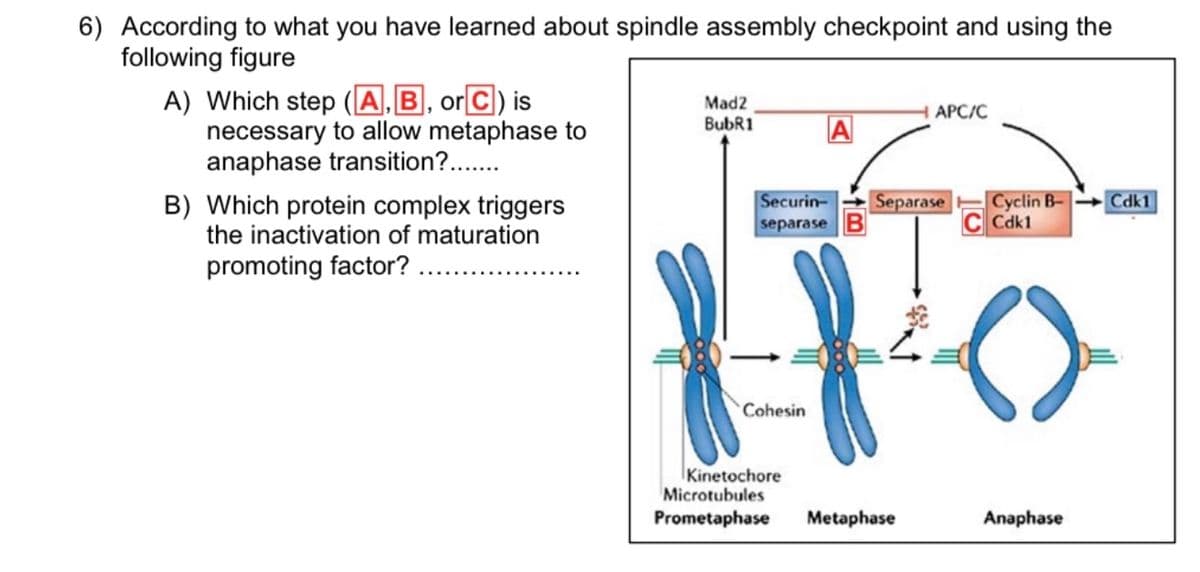 6) According to what you have learned about spindle assembly checkpoint and using the
following figure
A) Which step (A,B, or C) is
necessary to allow metaphase to
anaphase transition?..
Mad2
АРС/С
BubR1
A
B) Which protein complex triggers
the inactivation of maturation
Securin-
Separase
Cyclin B-
Cdk1
Cdk1
separase
promoting factor?
Cohesin
Kinetochore
Microtubules
Prometaphase
Metaphase
Anaphase
