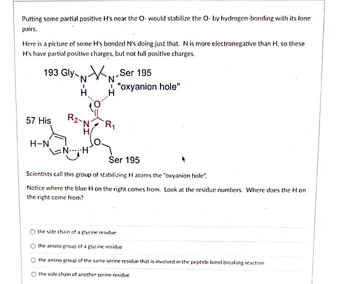 Putting some partial positive H's near the O- would stabilize the O- by hydrogen-bonding with its lone
pairs.
Here is a picture of some H's bonded N's doing just that. N is more electronegative than H, so these
H's have partial positive charges, but not full positive charges.
193 Gly ,
Ser 195
"oxyanion hole"
57 His
R2-
N.
R,
H-N
EN..H
Šer 195
Scientists call this group of stabilizing H atoms the "oxyanion hole",
Notice where the blue H on the right comes from. Look at the residue numbers. Where does the Hon
the right come from?
the side chain of a glycine residue
the amino group of a glycine residue
the amino group of the same serine residue that is involved in the peptide bond breaking reaction
the side chain of another serine residue
