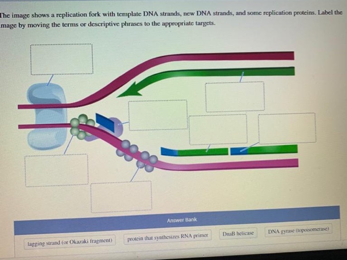 The image shows a replication fork with template DNA strands, new DNA strands, and some replication proteins. Label the
mage by moving the terms or descriptive phrases to the appropriate targets.
lagging strand (or Okazaki fragment)
Answer Bank
protein that synthesizes RNA primer
DnaB helicase
DNA gyrase (topoisomerase)