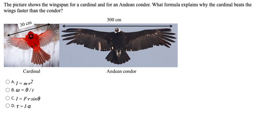 The picture shows the wingspan for a cardinal and for an Andean condor. What formula explains why the cardinal beats the
wings faster than the condor?
300 cm
| 30 cm
Cardinal
Andean condor
O A. 1 = mr?
O B. W = 0/t
OC.I= Frsine
O D. T= I-a
