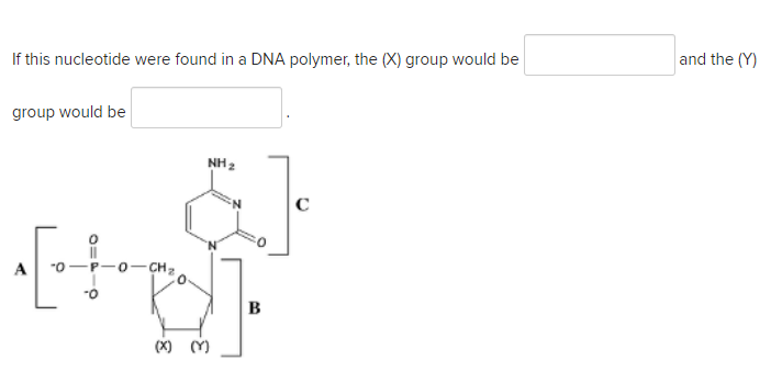 If this nucleotide were found in a DNA polymer, the (X) group would be
group would be
A
NH ₂
-0-CH₂,
+]
-0
B
(X) (Y)
and the (Y)