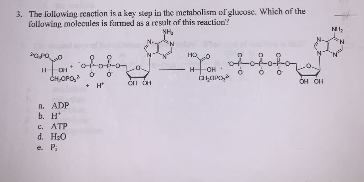 3. The following reaction is a key step in the metabolism of glucose. Which of the
following molecules is formed as a result of this reaction?
NH2
NH2
N.
N-
N.
2-O3PO,
N.
HO
N.
HOH *
ČH2OPO,2-
O-P-O-P-0-
II
O-P-0-P-0-P-O-
H OH
ČH2OPO,2
H*
ОН ОН
OH OH
a. ADP
b. H*
с. АТР
d. H20
e. Pi
