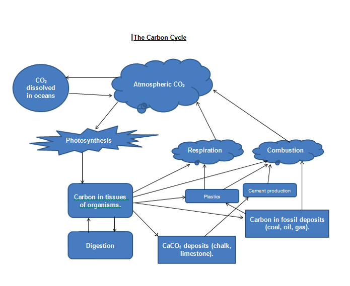 CO₂
dissolved
in oceans
Photosynthesis
Carbon in tissues
of organisms.
Digestion
The Carbon Cycle
Atmospheric CO₂
Respiration
Plastics
CaCO; deposits (chalk,
limestone).
Combustion
Cement production
Carbon in fossil deposits
(coal, oil, gas).