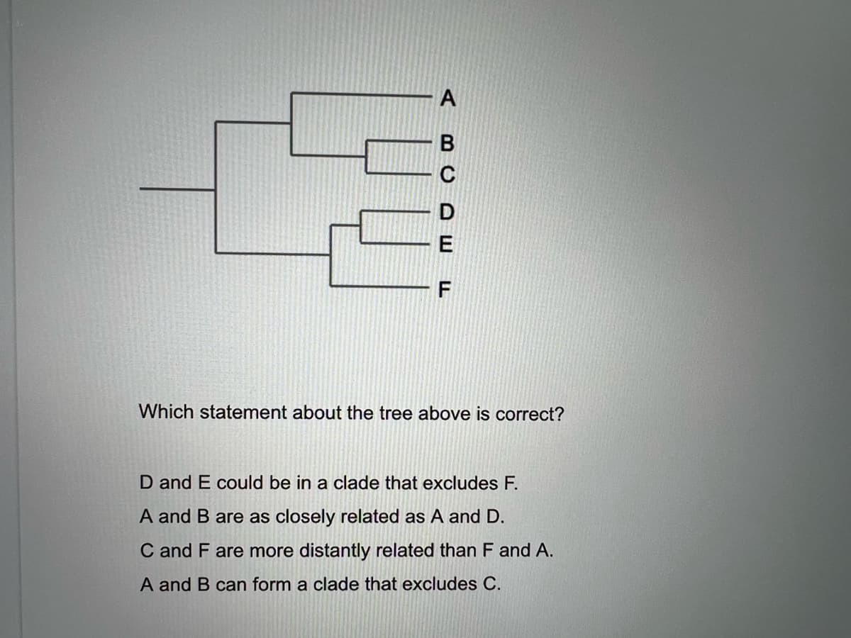 A
E
F
Which statement about the tree above is correct?
D and E could be in a clade that excludes F.
A and B are as closely related as A and D.
C and F are more distantly related than F and A.
A and B can form a clade that excludes C.
