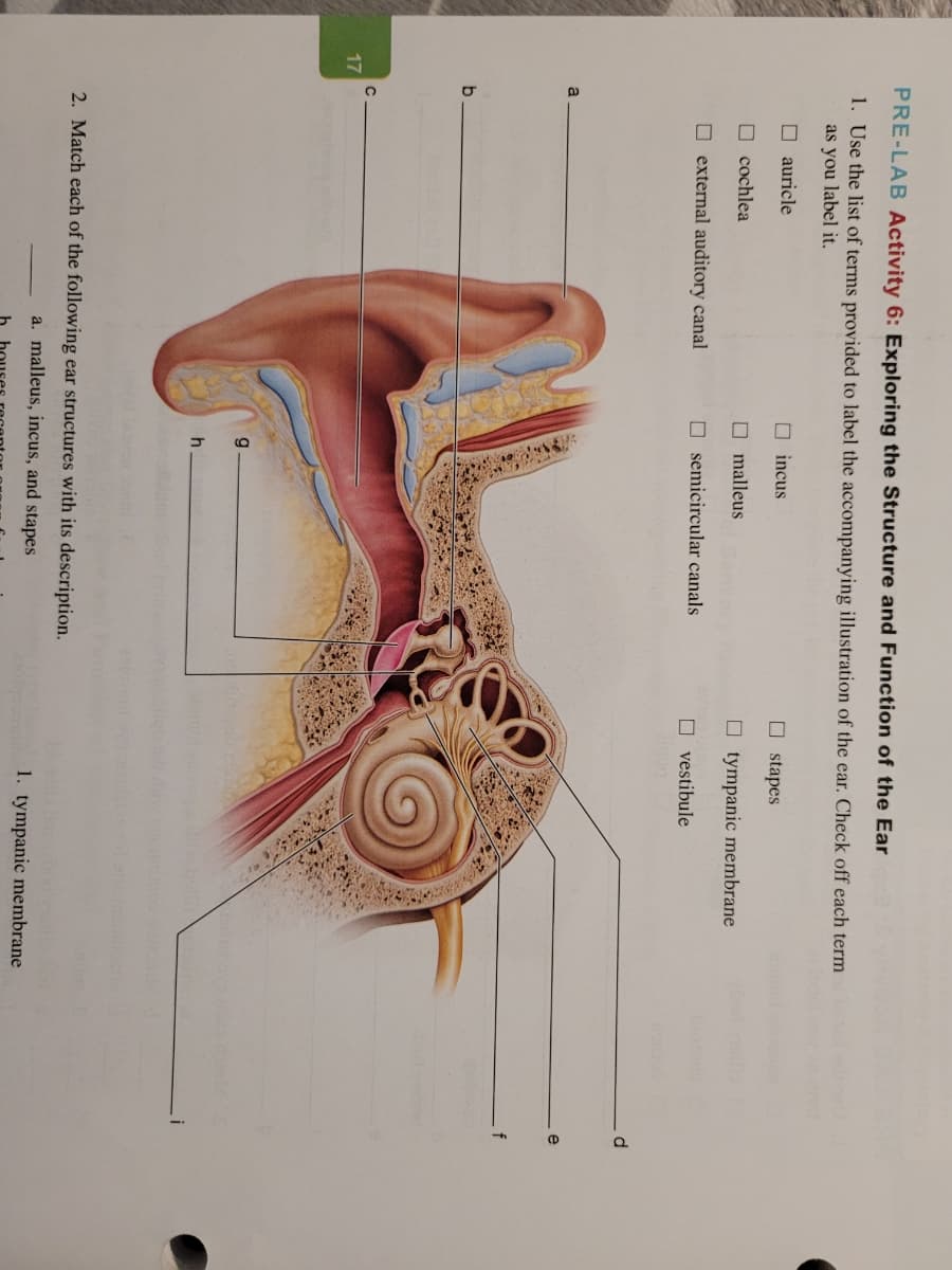 PRE-LAB Activity 6: Exploring the Structure and Function of the Ear
1. Use the list of terms provided to label the accompanying illustration of the ear. Check off each term
as you label it.
O auricle
O incus
O stapes
cochlea
O malleus
O tympanic membrane
O external auditory canal
O semicircular canals
O vestibule
a
b.
17
2. Match each of the following ear structures with its description.
a. malleus, incus, and stapes
1. tympanic membrane
