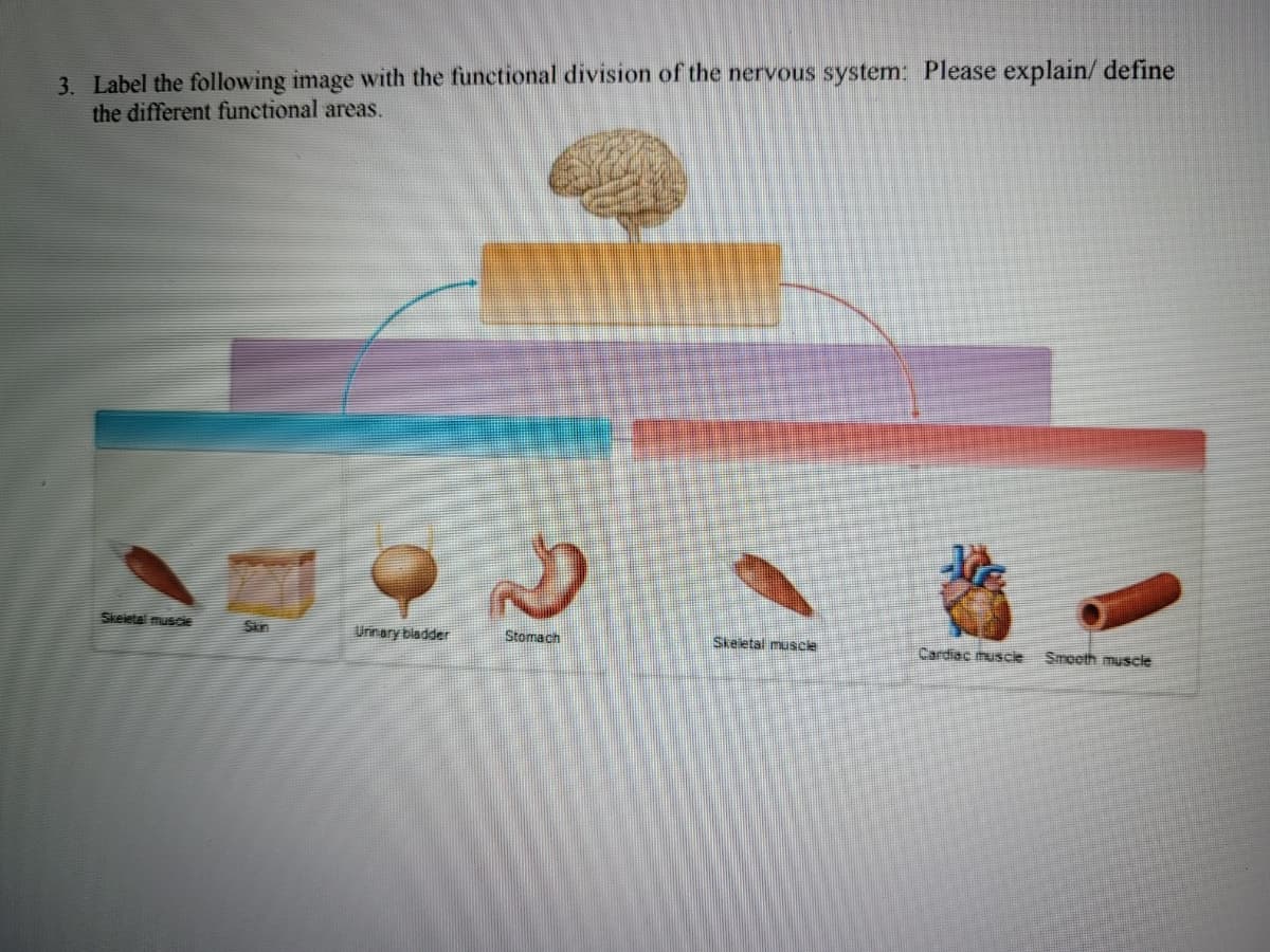 3. Label the following image with the functional division of the nervous system: Please explain/ define
the different functional areas.
Skeietal muscie
Sin
Urinary bladder
Stomach
Skeietal muscle
Cardiac huscle
Smooth muscie
