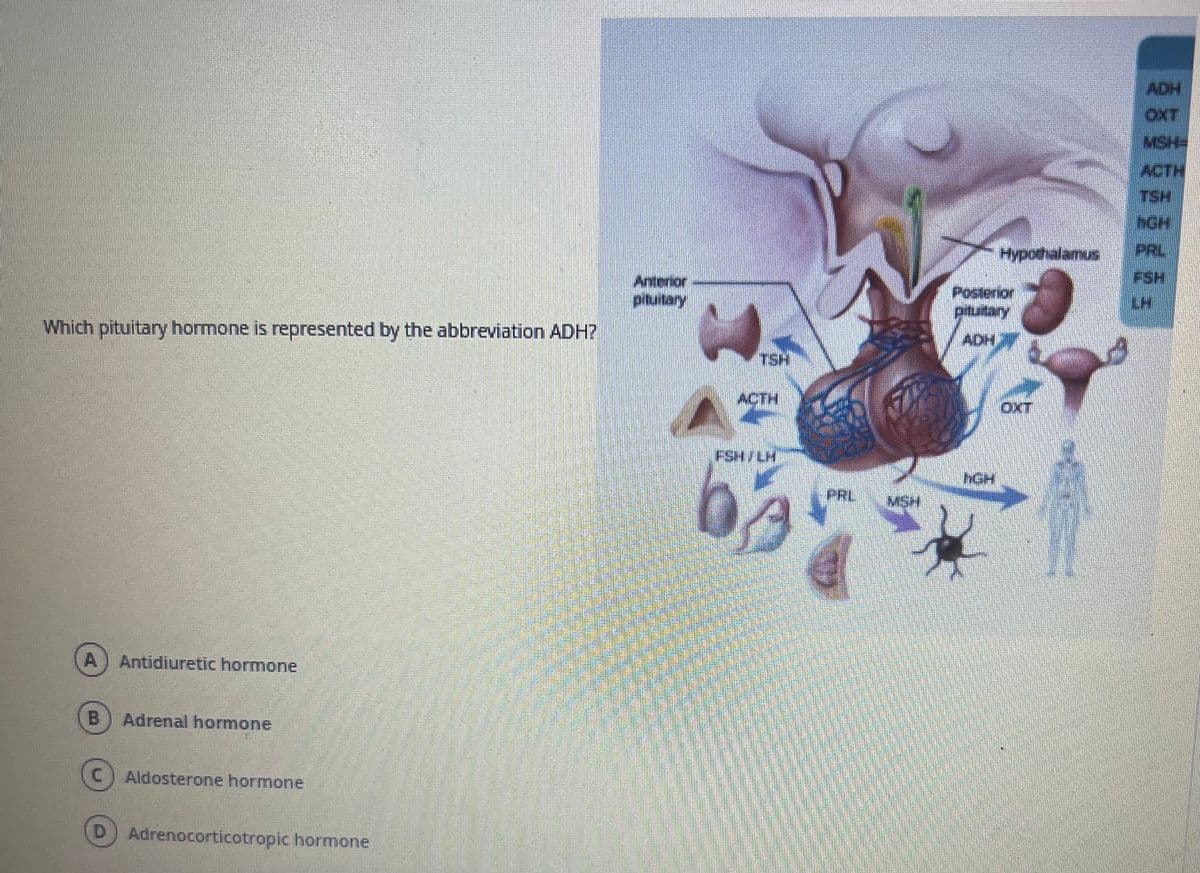 Which pituitary hormone is represented by the abbreviation ADH?
A Antidiuretic hormone
B
Adrenal hormone
Aldosterone hormone
D Adrenocorticotropic hormone
Anterior
pituitary
TSH
ACTH
FSH/LH
PRL
MSH
Hypothalamus
Posterior
pituitary
ADH
hGH
OXT
ADH
OXT
MSH
ACTH
TSH
hGH
PRL
FSH
LH