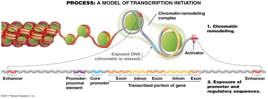 PROCESS: A MODEL OF TRANSCRIPTION INITIATION
Chromatin-remodeling
complex
1. Chromatin
remodeling.
Activator
Exposed DNA |
(chromatin is relaxed) |
Enhancer
Exon
Intron Exon
Promoter- Core
proximal
Intron Exon
Enhancer
2. Exposure of
promoter and
regulatory sequences.
promoter
Transcribed portion of gene
element
O 2017 Pearson Education, Inc.
