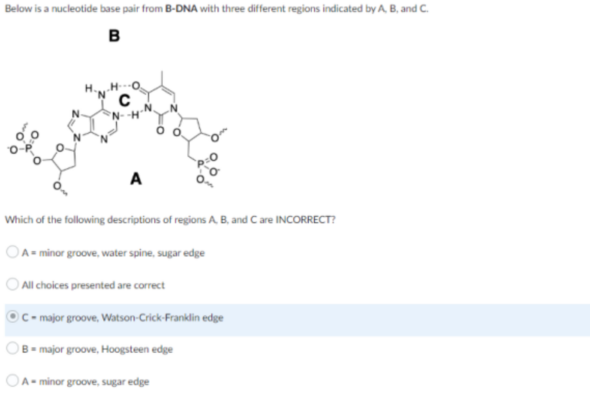Below is a nucleotide base pair from B-DNA with three different regions indicated by A, B, and C.
B
A
Which of the following descriptions of regions A, B, and Care INCORRECT?
OA = minor groove, water spine, sugar edge
All choices presented are correct
C = major groove, Watson-Crick-Franklin edge
B = major groove, Hoogsteen edge
C
N.
OA- minor groove, sugar edge