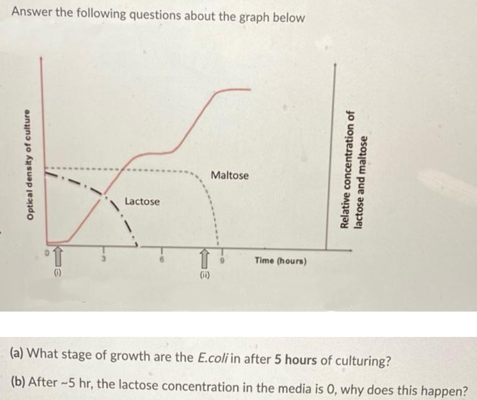 Answer the following questions about the graph below
Maltose
Lactose
Time (hours)
(i)
(ii)
(a) What stage of growth are the E.coli in after 5 hours of culturing?
(b) After -5 hr, the lactose concentration in the media is 0, why does this happen?
Optical density of culture
Relative concentration of
lactose and maltose

