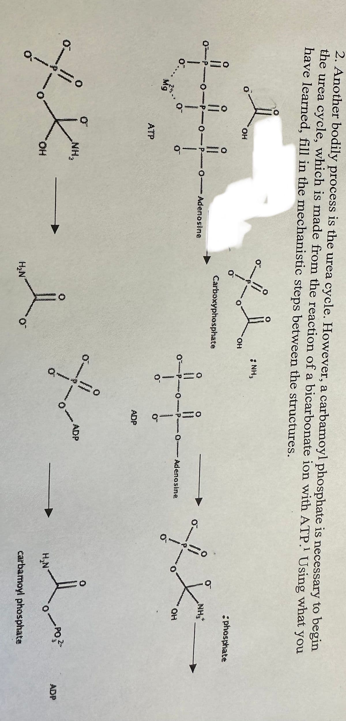 2. Another bodily process is the urea cycle. However, a carbamoyl phosphate is necessary to begin
the urea cycle, which is made from the reaction of a bicarbonate ion with ATP.¹ Using what
have learned, fill in the mechanistic steps between the structures.
you
OP.
CTYPROPTO
www.ess
O 2
Mg
0-
OH
COFFERTED CA
ATP
MA
Adenosine
Xi
Carboxyphosphate
xx-d
H₂N
OH
: NH₂
O
www.
ADP
wwwwwwww
ADP
Adenosine
a
:phosphate
NH,
QH
ol
H₂N
carbamoyl phosphate
PO
ADP