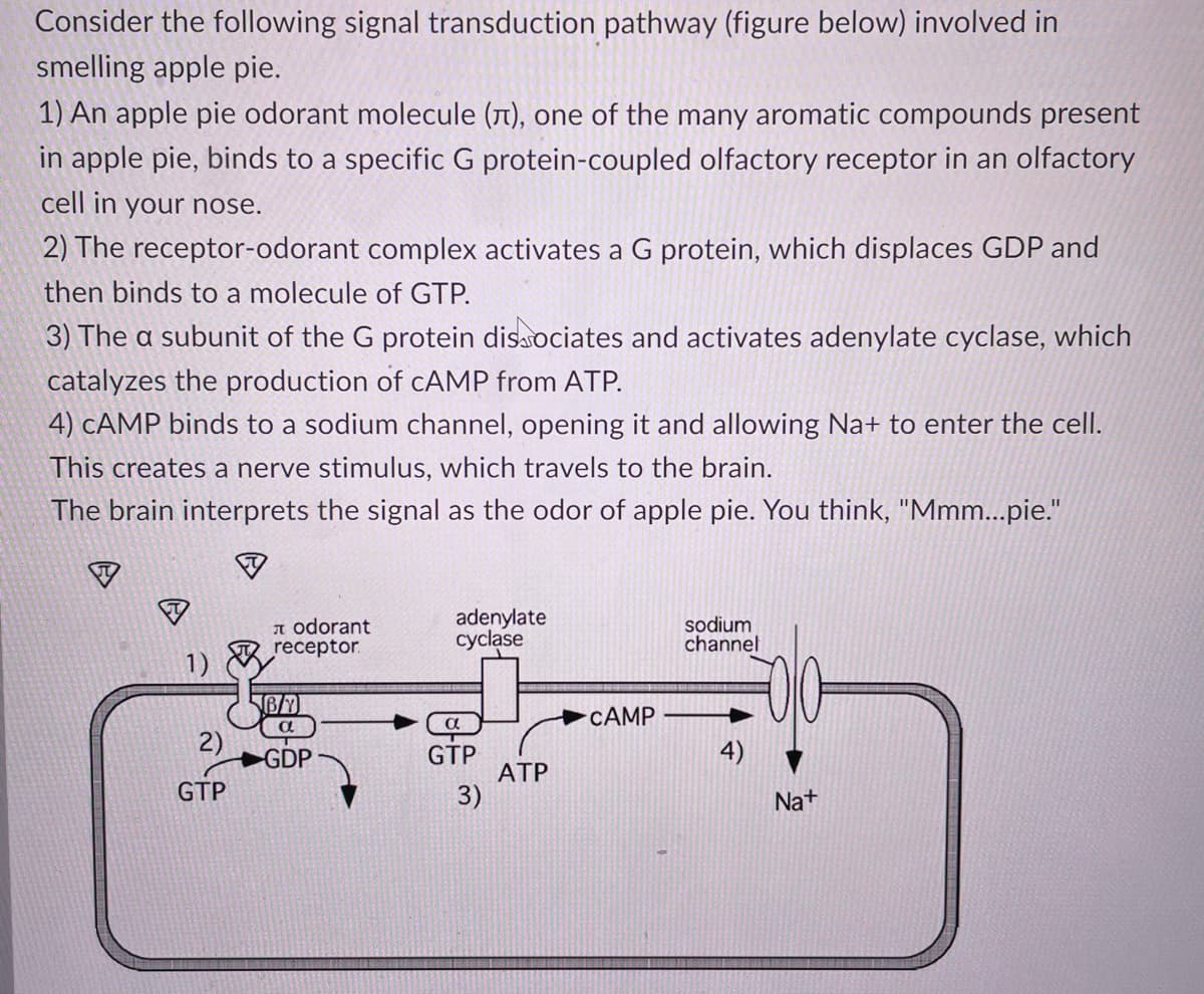 Consider the following signal transduction pathway (figure below) involved in
smelling apple pie.
1) An apple pie odorant molecule (л), one of the many aromatic compounds present
in apple pie, binds to a specific G protein-coupled olfactory receptor in an olfactory
cell in your nose.
2) The receptor-odorant complex activates a G protein, which displaces GDP and
then binds to a molecule of GTP.
3) The a subunit of the G protein dissociates and activates adenylate cyclase, which
catalyzes the production of cAMP from ATP.
4) CAMP binds to a sodium channel, opening it and allowing Na+ to enter the cell.
This creates a nerve stimulus, which travels to the brain.
The brain interprets the signal as the odor of apple pie. You think, "Mmm...pie."
лodorant
receptor
adenylate
cyclase
sodium
channel
1)
4)
ATP
GTP
√6/7
a
GDP
a
GTP
3)
CAMP
Na+
