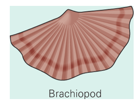 Brachiopod
