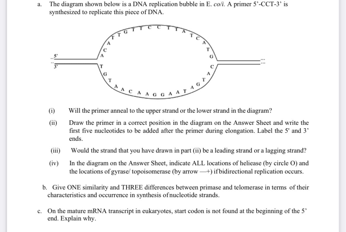The diagram shown below is a DNA replication bubble in E. co/i. A primer 5'-CCT-3' is
synthesized to replicate this piece of DNA.
а.
G
1
^ g g a a
(i)
Will the primer anneal to the upper strand or the lower strand in the diagram?
(ii)
Draw the primer in a correct position in the diagram on the Answer Sheet and write the
first five nucleotides to be added after the primer during elongation. Label the 5' and 3'
ends.
(iii)
Would the strand that you have drawn in part (ii) be a leading strand or a lagging strand?
In the diagram on the Answer Sheet, indicate ALL locations of heliease (by circle O) and
the locations of gyrase/ topoisomerase (by arrow –+) ifbidirectional replication occurs.
(iv)
b. Give ONE similarity and THREE differences between primase and telomerase in terms of their
characteristics and occurrence in synthesis ofnucleotide strands.
c. On the mature mRNA transcript in eukaryotes, start codon is not found at the beginning of the 5'
end. Explain why.
