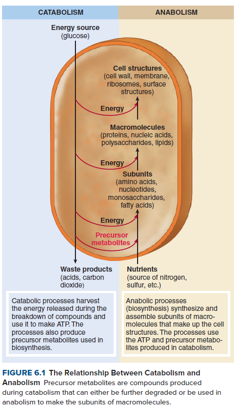 CATABOLISM
ANABOLISM
Energy source
(glucose)
Cell structures
(cell wall, membrane,
ribosomes, surface
structures)
Energy
Macromolecules
(proteins, nucleic acids,
polysaccharides, lipids)
Energy
Subunits
(amino acids,
nucleotides,
monosaccharides,
fatty acids)
Energy
Precursor
metabolites
Waste products
(acids, carbon
dioxide)
Nutrients
(source of nitrogen,
sulfur, etc.)
Catabolic processes harvest
the energy released during the
breakdown of compounds and
use it to make ATP. The
Anabolic processes
(biosynthesis) synthesize and
assemble subunits of macro-
processes also produce
precursor metabolites used in
biosynthesis.
molecules that make up the cell
structures. The processes use
the ATP and precursor metabo-
lites produced in catabolism.
FIGURE 6.1 The Relationship Between Catabolism and
Anabolism Precursor metabolites are compounds produced
during catabolism that can either be further degraded or be used in
anabolism to make the subunits of macromolecules.
