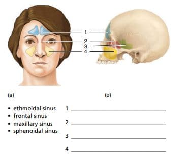 (a)
(b)
• ethmoidal sinus
• frontal sinus
1
• maxillary sinus
2
• sphenoidal sinus
3
4
