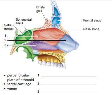 Crista
galli
Sphenoidal
sinus
Frontal sinus
Sella
turcica
Nasal bone
1
3
• perpendicular
plate of ethmoid
• septal cartilage
• vomer
2
3

