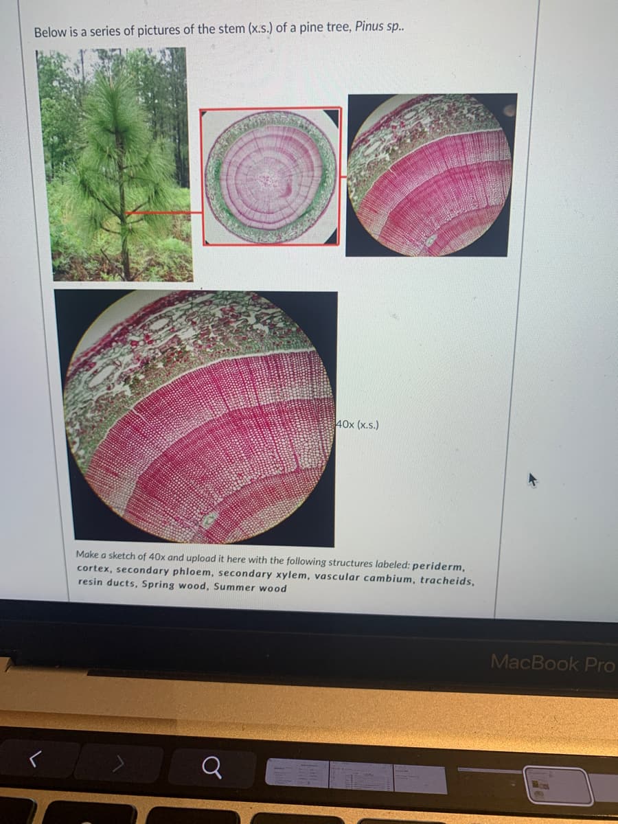 Below is a series of pictures of the stem (x.s.) of a pine tree, Pinus sp..
40x (x.s.)
Make a sketch of 40x and upload it here with the following structures labeled: periderm,
cortex, secondary phloem, secondary xylem, vascular cambium, tracheids,
resin ducts, Spring wood, Summer wood
MacBook Pro
