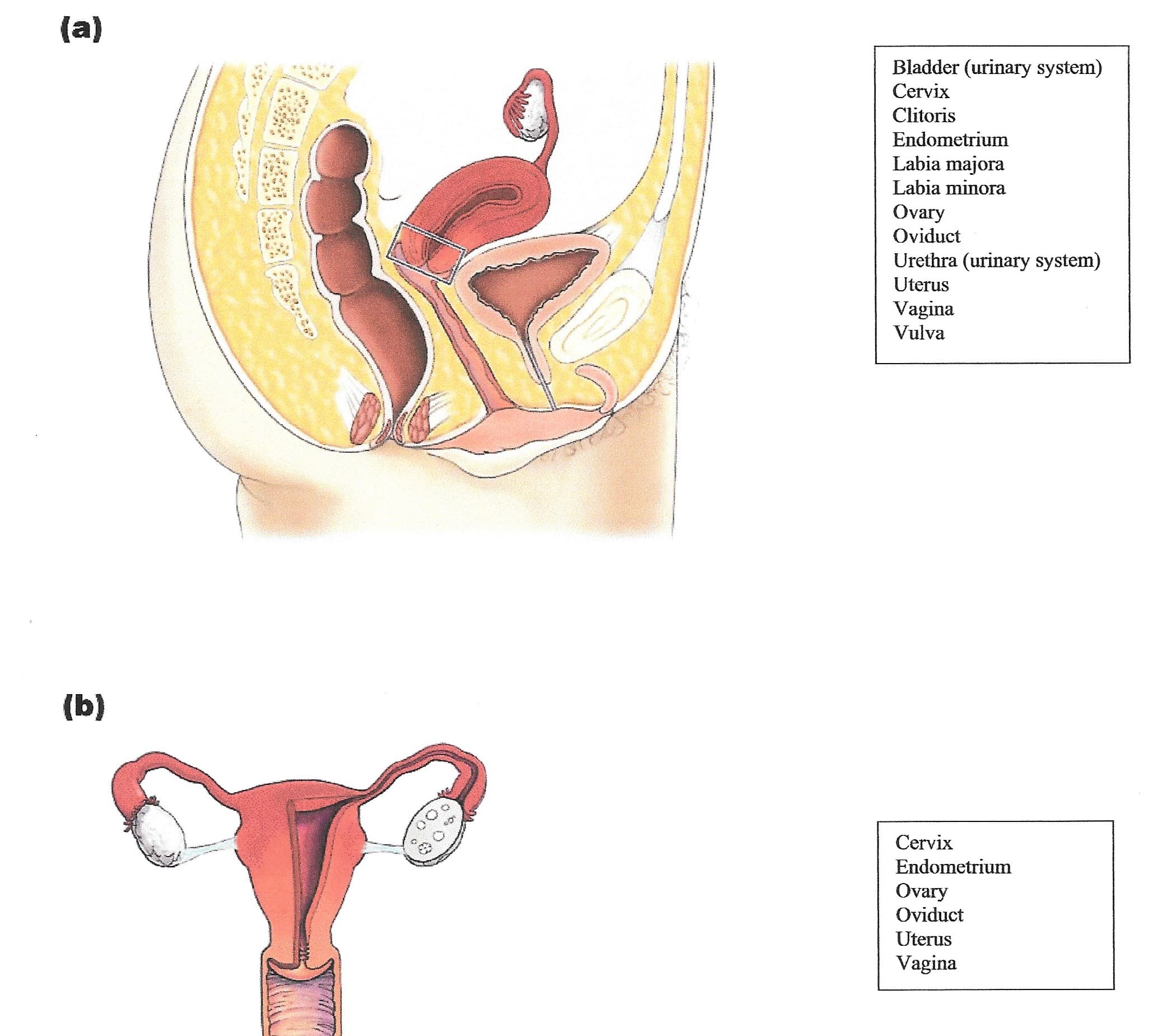 (a)
Bladder (urinary system)
Cervix
Clitoris
Endometrium
Labia majora
Labia minora
Ovary
Oviduct
Urethra (urinary system)
Uterus
Vagina
Vulva
(b)
Cervix
Endometrium
Ovary
Oviduct
Uterus
Vagina
