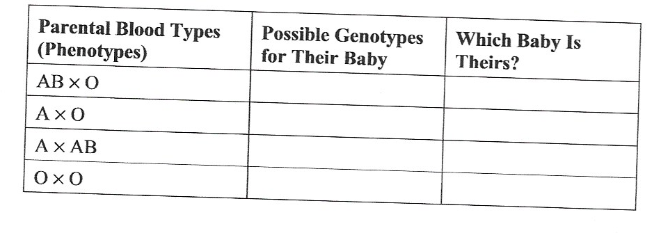 Parental Blood Types
(Phenotypes)
Possible Genotypes
for Their Baby
Which Baby Is
Theirs?
AB xO
Ахо
AX AB
ОхО
