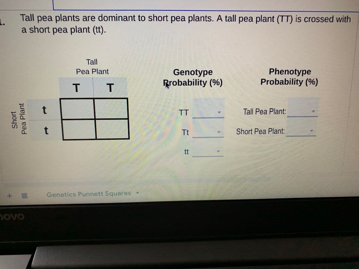 L.
Tall pea plants are dominant to short pea plants. A tall pea plant (TT) is crossed with
a short pea plant (tt).
Tall
Phenotype
Probability (%)
Pea Plant
Genotype
Rrobability (%)
T T
TT
Tall Pea Plant:
t
Tt
Short Pea Plant:
tt
Genetics Punnett Squares
ovo
Short
Pea Plant
t.
