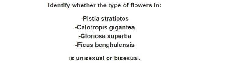 Identify whether the type of flowers in:
-Pistia stratiotes
-Calotropis gigantea
-Gloriosa superba
-Ficus benghalensis
is unisexual or bisexual.