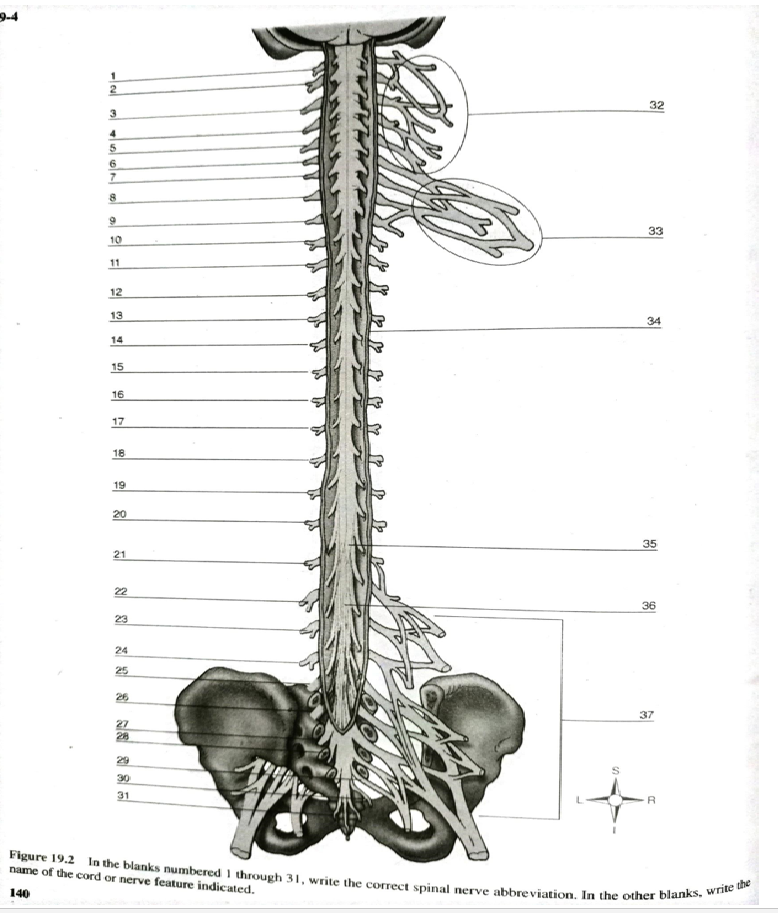 9-4
-cul
1
2
3
4
5
6
7
8
9
10
11
12
13
14
15
16
17
18
19
20
21
22
23
24
25
26
27
28
29
30
31
&
15
32
33
34
35
36
37
R
Figure 19.2 In the blanks numbered 1 through 31, write the correct spinal nerve abbreviation. In the other blanks, write the
name of the cord or nerve feature indicated.
140