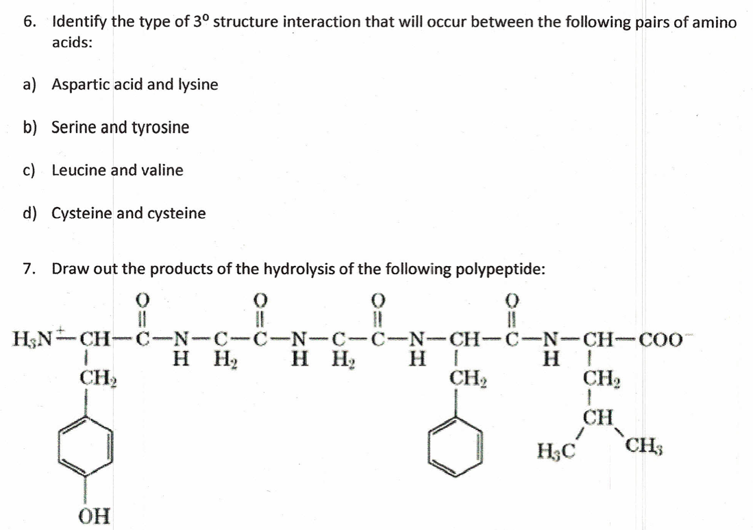 6. Identify the type of 3° structure interaction that will occur between the following pairs of amino
acids:
a) Aspartic acid and lysine
b) Serine and tyrosine
c) Leucine and valine
d) Cysteine and cysteine
7. Draw out the products of the hydrolysis of the following polypeptide:
(
0
11
1
CH₂
H₂N-CH-C-N-C-C-N-C-C-N-CH-C-N-CH-COO
H H₂
OH
(
11
H H₂
||
HI
Η |
ga
CH₂
CH₂
1
CH
H₂C²
CH3
