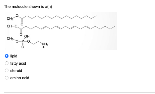 The molecule shown is a(n)
CH O
OH
lipid
fatty acid
steroid
amino acid