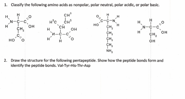 1. Classify the following amino acids as nonpolar, polar neutral, polar acidic, or polar basic.
H³C CH³
***
N-C-C
H
=0
N-C-C
CH₂
OH
OH
NH₂
2. Draw the structure for the following pentapeptide. Show how the peptide bonds form and
identify the peptide bonds. Val-Tyr-His-Thr-Asp