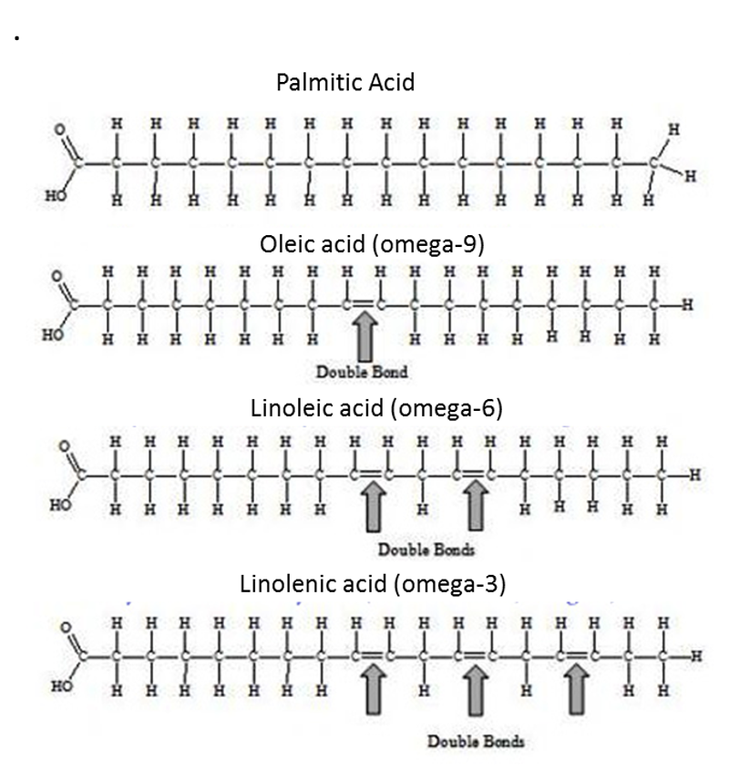 HỎ
HO
HO
н н н н н н н
a
т
НО Н Н Н Н Н Н Н
Palmitic Acid
Oleic acid (omega-9)
н н н н н н н н н н н н н н н н н
к н к н
H
Double Bond
Linoleic acid (omega-6)
н н н н н н н н н н н н н н н н н
Н
Н
н н н н н н н
к н н
1
Н Н Н Н
н н н н н н н н н н
H
Double Bonds
Linolenic acid (omega-3)
1
H
H H
L
↑
Double Bonds
H
-
-
Н Н Н Н Н Н Н
L
↑
С
Н
Н
H
-Н
at