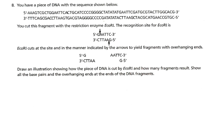 8. You have a piece of DNA with the sequence shown below.
5-AAAGTCGCTGGAATTCACTGCATCCCCGGGGCTATATATGAATTCGATGCGTACTTGGCACG-3'
3'TTTCAGCGACCTTAAGTGACGTAGGGGCCCCGATATATACTTAAGCTACGCATGAACCGTGC-5'
You cut this fragment with the restriction enzyme EcoRI. The recognition site for EcoRI is
5-GAATTC-3'
3-CTTAAGS"
EcoRI cuts at the site and in the manner indicated by the arrows to yield fragments with overhanging ends.
3-СТТААG-5'
5'G
AATTC-3'
3-СТТАА
G-5'
Draw an illustration showing how the piece of DNA is cut by EcoRI and how many fragments result. Show
all the base pairs and the overhanging ends at the ends of the DNA fragments.
