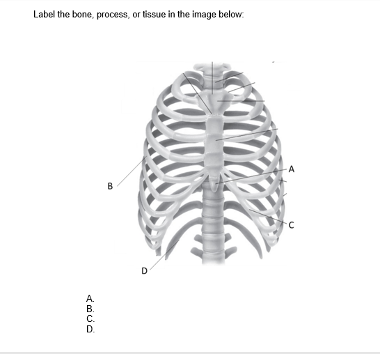 Label the bone, process, or tissue in the image below:
ABCD
B.
B
D