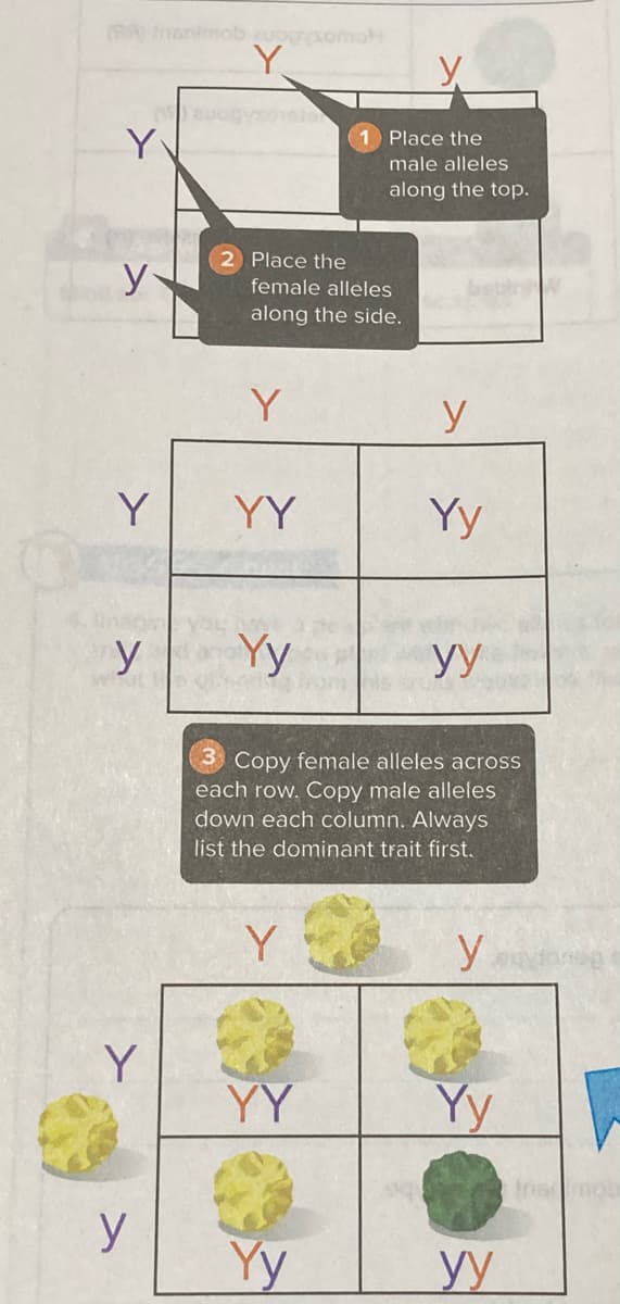 (SA norimob uogpomoH
Y.
Y
Place the
male alleles
along the top.
2 Place the
female alleles
along the side.
Y
y
Y
YY
Yy
y
Yy
yy
Copy female alleles across
each row. Copy male alleles
down each column. Always
list the dominant trait first.
Y
y
Y
YY
Yy
Insnos
y
Yy
y
