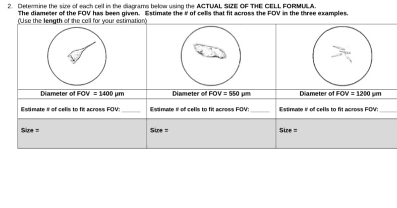 2. Determine the size of each cell in the diagrams below using the ACTUAL SIZE OF THE CELL FORMULA.
The diameter of the FOV has been given. Estimate the # of cells that fit across the FOV in the three examples.
(Use the length of the cell for your estimation)
Diameter of FOV = 1400 µm
Diameter of FOV = 550 µm
Diameter of FOV = 1200 µm
Estimate # of cells to fit across FOV:
Estimate # of cells to fit across FOV:
Estimate # of cells to fit across FOV:
Size =
Size =
Size =
