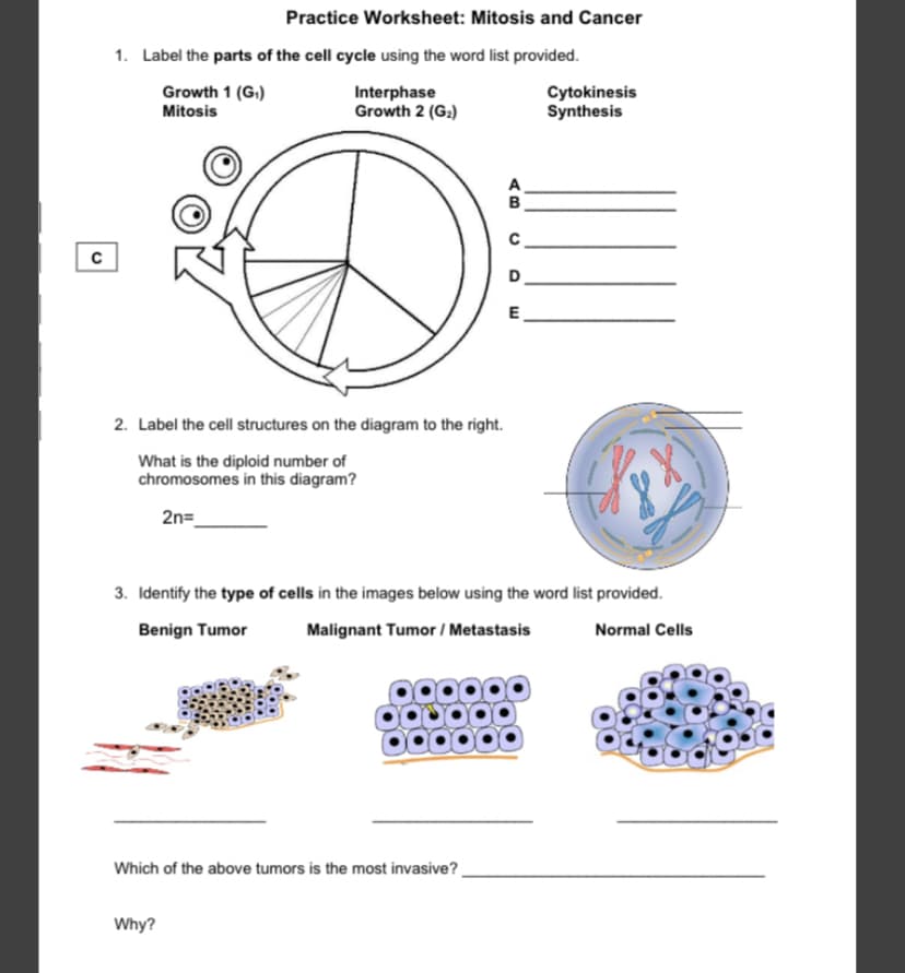 Practice Worksheet: Mitosis and Cancer
1. Label the parts of the cell cycle using the word list provided.
Growth 1 (G.)
Mitosis
Interphase
Growth 2 (G2)
Cytokinesis
Synthesis
E
2. Label the cell structures on the diagram to the right.
What is the diploid number of
chromosomes in this diagram?
2n=_
3. Identify the type of cells in the images below using the word list provided.
Benign Tumor
Malignant Tumor / Metastasis
Normal Cells
Which of the above tumors is the most invasive?
Why?
AB
