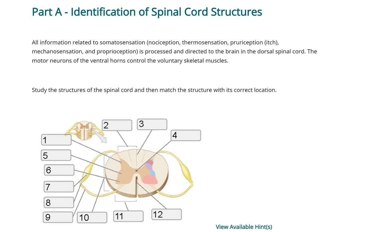Part A - Identification of Spinal Cord Structures
All information related to somatosensation (nociception, thermosensation, pruriception (itch),
mechanosensation, and proprioception) is processed and directed to the brain in the dorsal spinal cord. The
motor neurons of the ventral horns control the voluntary skeletal muscles.
Study the structures of the spinal cord and then match the structure with its correct location.
00
1
5
6
7
8
9
10
2
11
3
12
4
View Available Hint(s)