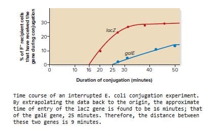 30-
lacz
20-
10
galE
0-
10 16 20
25 30
40
50
Duration of conjugation (minutes)
Time course of an interrupted E. coli conjugation experiment.
By extrapolating the data back to the origin, the approximate
time of entry of the lacz gene is found to be 16 minutes; that
of the gale gene, 25 minutes. Therefore, the distance between
these two genes is 9 minutes.
% of F" reciplent cels
that have recelved the
gene during conjugaton
